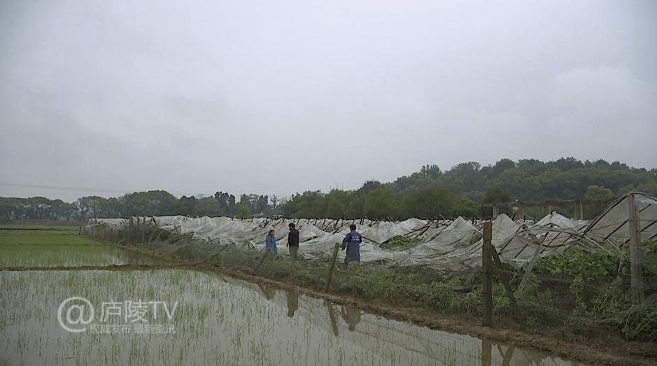 筒车村天气预报与生活指南更新发布