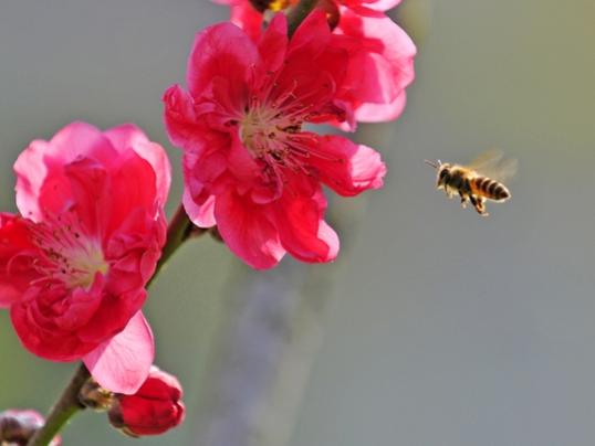 最新生肖2016桃花运解析