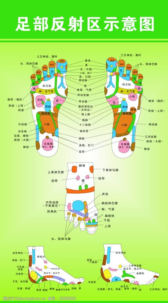 最新足部反射区示意图，揭示足部与身体健康的密切关联