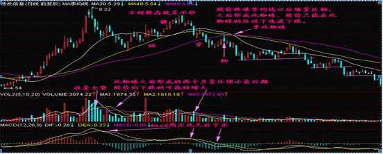 金蜘蛛最新招聘信息全面解析