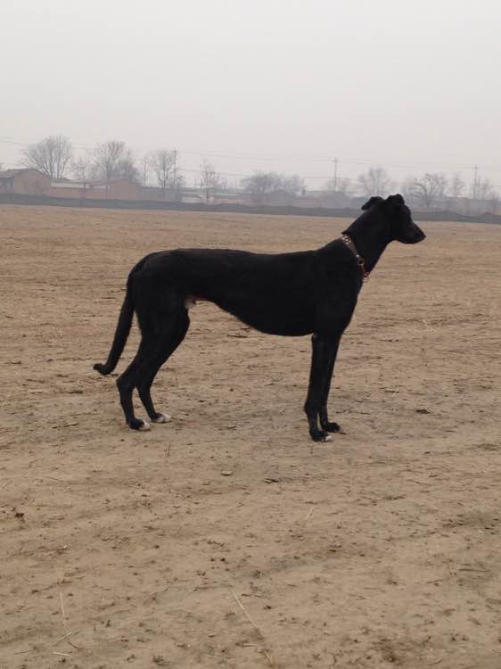 最新格力犬贴吧，深入探索格力犬的世界