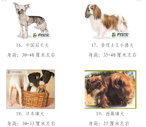 杭州最新养狗规定，打造人犬和谐共融的城市环境