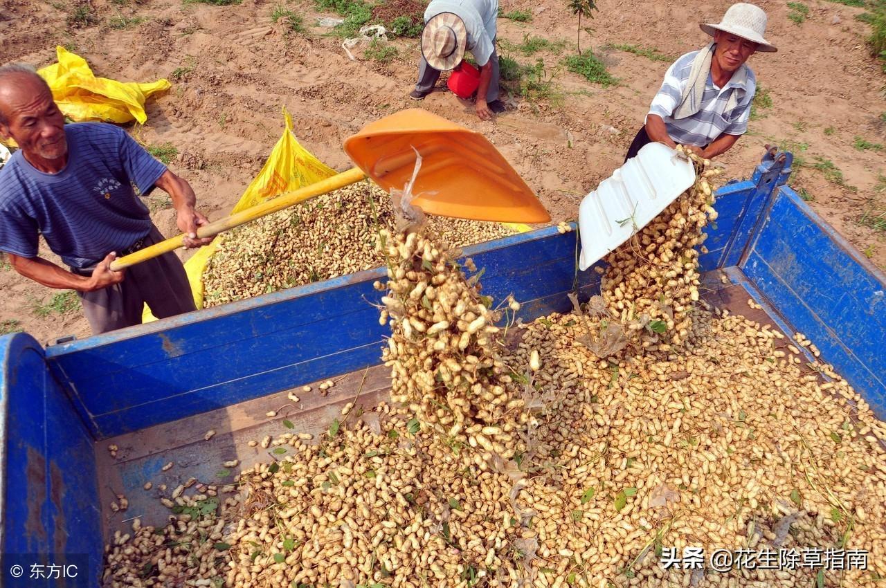 河南花生最新收购价格与市场动态分析概述