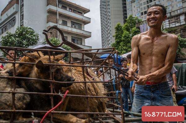 2017年狗肉节最新动态与深度探讨