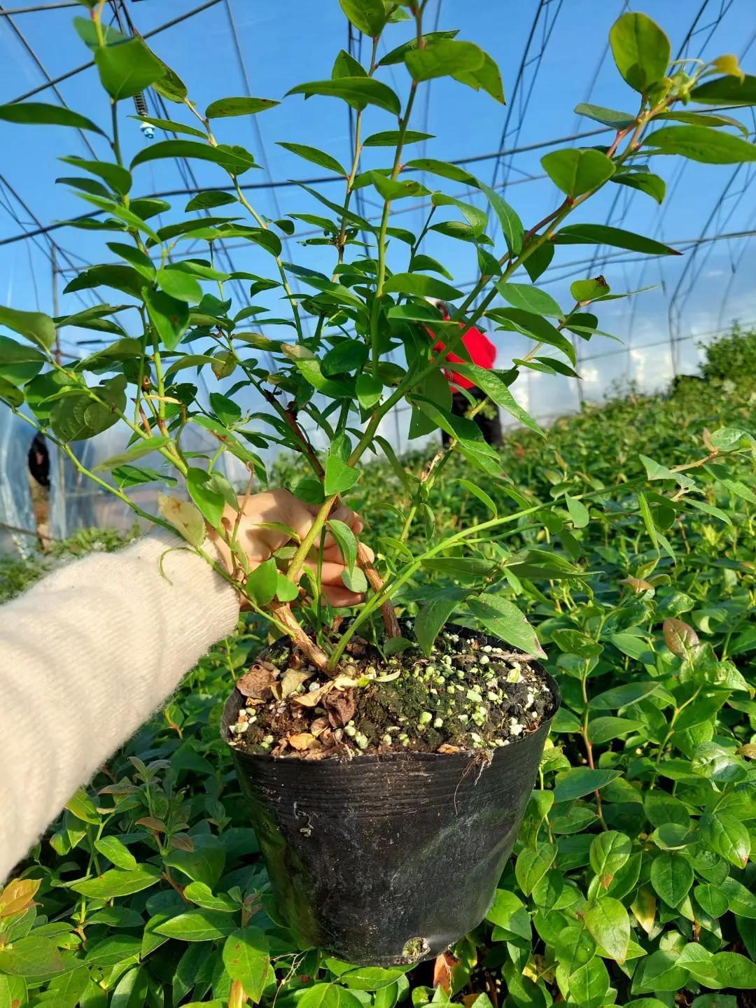 最新蓝莓品种，健康美食之星的未来探索