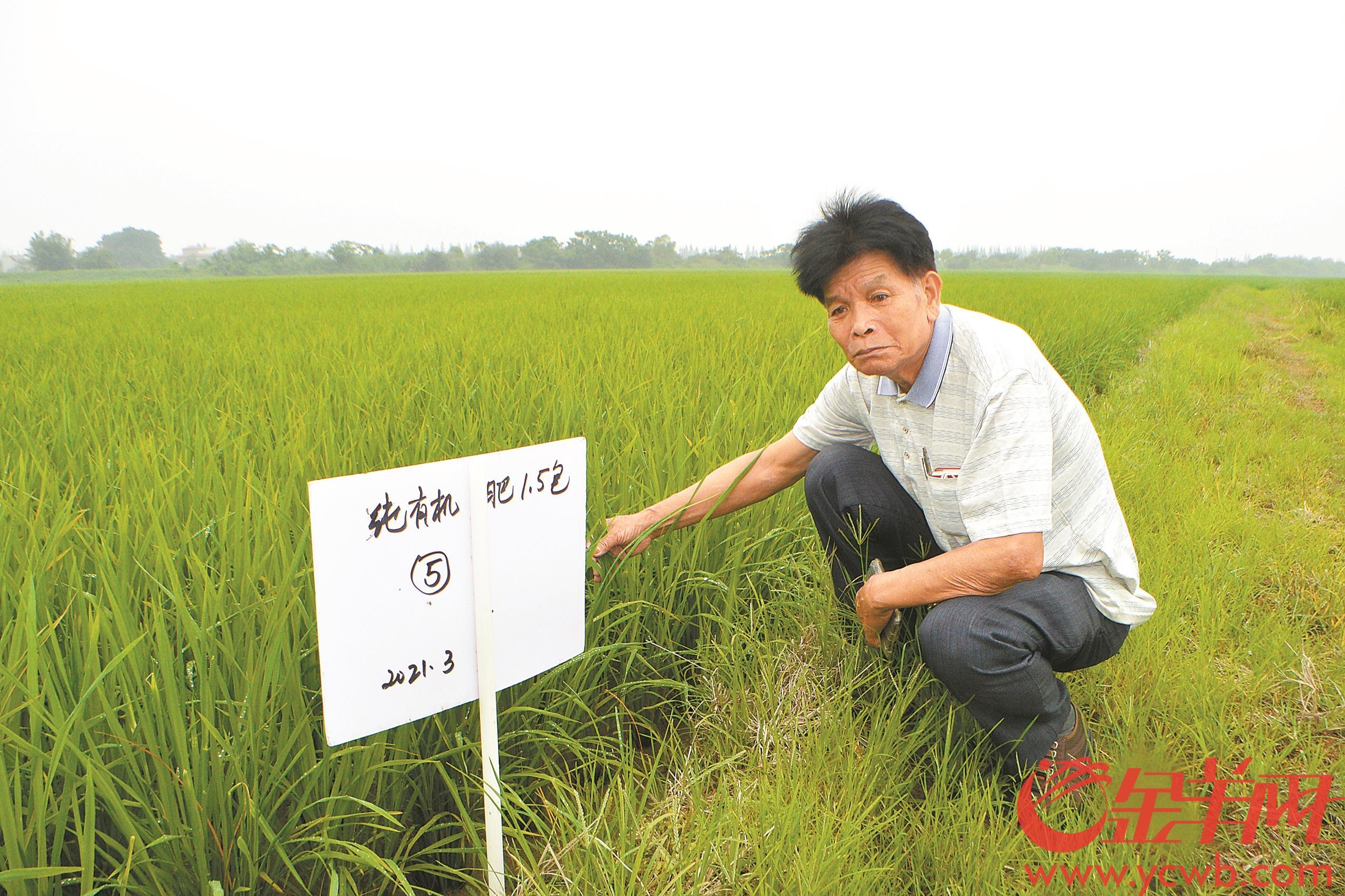 乡间小神医最新章节，神医智勇双全，奇迹再现乡村