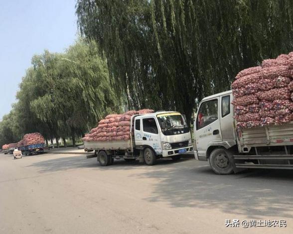 金乡今日大蒜市场最新行情深度剖析