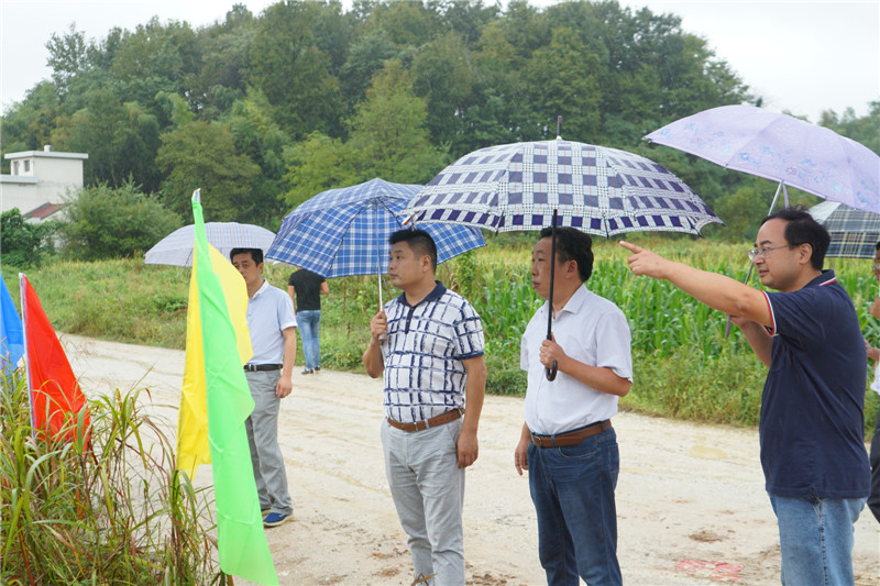 杨田镇新星项目引领地区发展之路